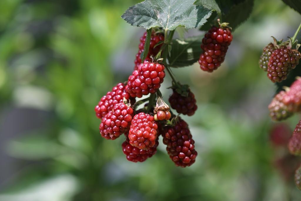 Limon Apart Διαμέρισμα Akyaka  Εξωτερικό φωτογραφία